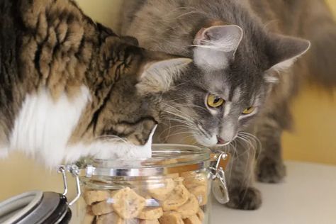 Bake your cat these delicious homemade tuna and catnip treats. Easy to make, this cat treat recipe includes tuna and 4 other ingredients. Homemade Cat Treats, Homemade Cat Treats Recipes, Cat Baking, Kitty Treats, Catnip Treats, Homemade Cat Food, Cats Toys, Animal Fun, Cat Ideas