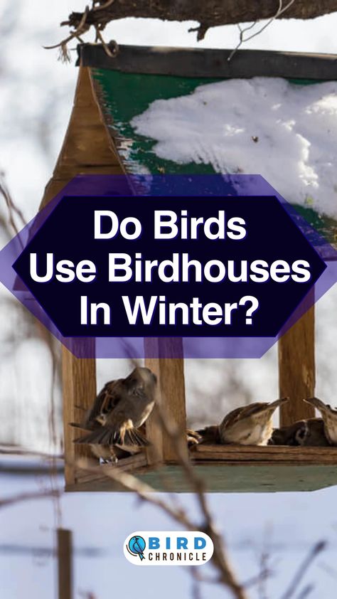 In wintertime, most animals hibernate. Some birds don't do, but they still need a place to live in. Winter Bird Shelter, Bird Shelters For Winter, Feeding Birds In Winter, Winter Bird Feeders, Birds Feeder, Backyard Habitat, Squirrel House, Heated Bird Bath, Backyard Birds Feeders