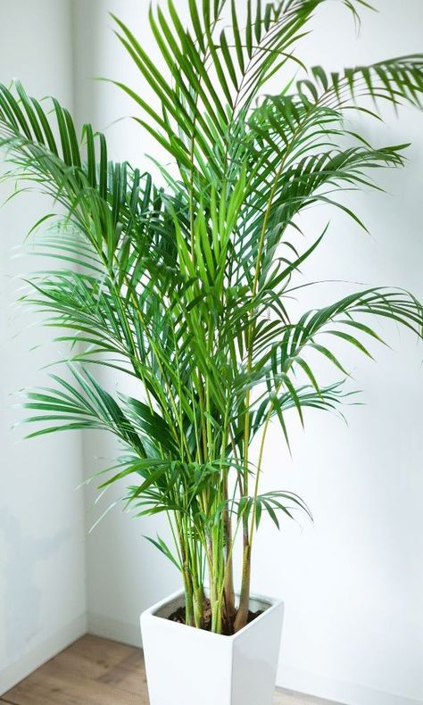 Pot For Plants Indoor, Decor Plants Indoor, Indoor Palm Trees Living Room, Indoor Flowers Plants, Palm Tree Plants Indoor, Areca Palm Indoor Living Rooms, Large Potted Plants Indoor, House Trees Indoor, Big Plants Indoor