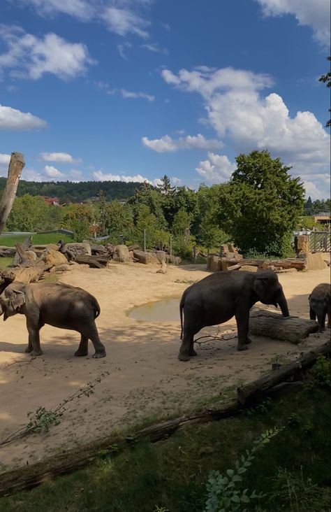 elephants in the enclosure at the Prague Zoo Prague Zoo, Zoo Trip, Prague, Bucket List, Elephant, Animals