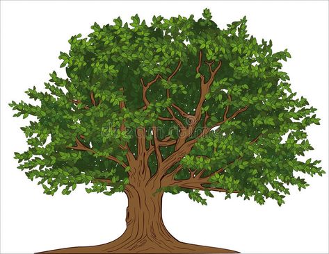 Old tree. Vector drawing of old big tree with branches and crown , #AFF, #drawing, #Vector, #tree, #crown, #branches #ad Big Tree Drawing, Picture Tree, Forest Illustration, Tree Images, Old Tree, Vector Portrait, Tree Illustration, Big Tree, Art Et Illustration