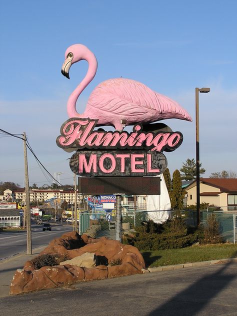 Flamingo Motel Retro Signage, Motel Sign, Bank Of America Stadium, Soldier Field, Vintage Neon Signs, Wisconsin Dells, Retro Sign, Pink Bird, Roadside Attractions