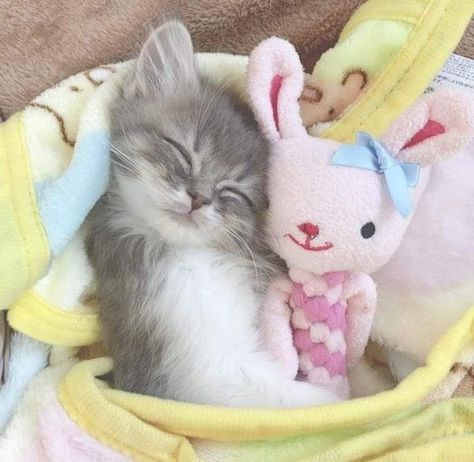 Getting A Kitten, Hello Kitty Wallpaper Hd, Cute Little Kittens, Silly Cats Pictures, Cute Cats Photos, Silly Animals, Cat Room, Cat Aesthetic, Silly Cats