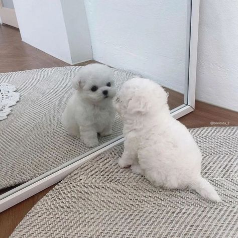 Puddle Dog, Cute White Puppies, Poodle Toy, Very Cute Puppies, Super Cute Puppies, Cute Small Animals, Very Cute Dogs, Cute Dog Pictures, Cute Little Puppies