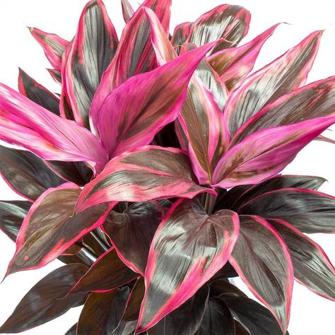 9 Pink House Plants Perfect For Pink Lovers – Black Girls With Gardens Pink House Plants, Cordyline Plants, Pink Houseplants, Cordyline Fruticosa, Ti Plant, Pink Plants, Garden Cactus, Balcony Plants, Pink Plant