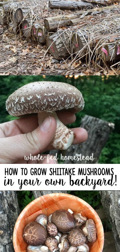 Shitake Mushroom Growing, Growing Portabella Mushrooms At Home, Mushroom Growing Diy, Mushroom Gardening, Growing Mushrooms Indoors, Growing Shiitake Mushrooms, Mushroom Farming, Edible Wild Mushrooms, Growing Mushrooms At Home