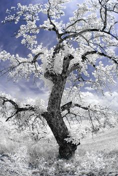 Ir Photography, Chicago Hotel, Remix Songs, Amazing Trees, Infrared Photography, Photography Cheat Sheets, Natural Photography, Tree Images, Photography Subjects