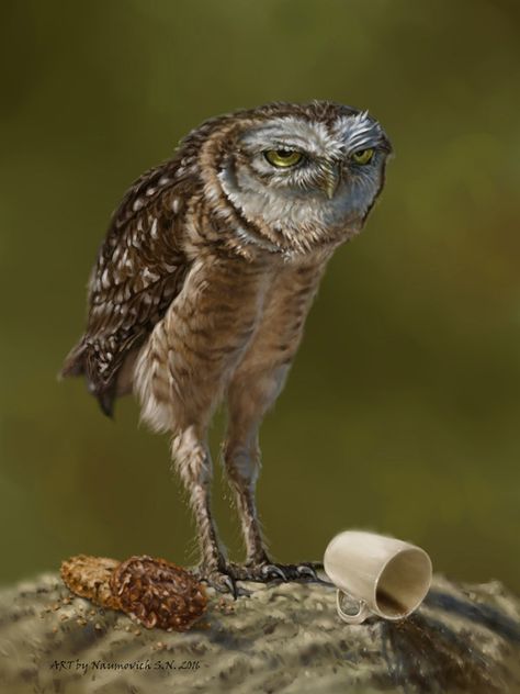 Owl Legs, Mr Grumpy, Cute Owls, Funny Owls, Small Owl, Owl Photos, Owl Pictures, Funny Birds, Silly Animals