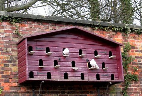 ,Need to read up on doves, could i get then to live in this in my garden? Bird Cage Ideas, Decorative Bird Cage, Dove House, Beautiful Birdhouses, Birdhouses Rustic, Garden Birdhouses, Bird House Feeder, Butterfly Houses, Bird House Plans