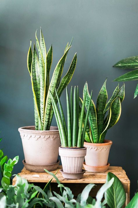 Classroom Plants, Plantas Exterior, Sansevieria Laurentii, Sansevieria Plant, Deco Jungle, Household Plants, Plant Pot Covers, Plants Are Friends, Cozy Home Office