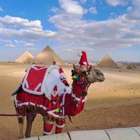 Christmas In Egypt, Luxor And Aswan, Places In Egypt, El Gouna, Abu Simbel, Marsa Alam, Egypt Tours, Family Tour, Sharm El Sheikh