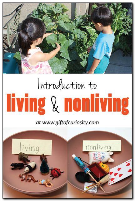 Non Living Things, Plants Kindergarten, Pre-k Science, Living And Nonliving, Montessori Science, Montessori Preschool, Montessori Classroom, Kindergarten Science, Preschool Science