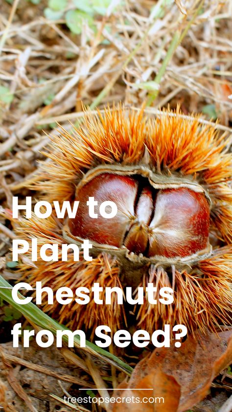 Learn the best techniques for planting chestnuts from seed in our comprehensive guide. Start your own chestnut tree today! Chinese Chestnut Tree, Growing Chestnuts From Seed, American Chestnut Tree, Chinese Chestnut, Horse Chestnut Trees, Nut Trees, Chestnut Tree, Seed Storage, American Chestnut