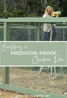 Chicken Run Ideas Diy, Building A Chicken Run, Chicken Enclosure, Chicken Fence, Chicken Coop Garden, Backyard Chicken Coop Plans, Chicken Pen, Chicken Coop Run, Backyard Chicken Farming