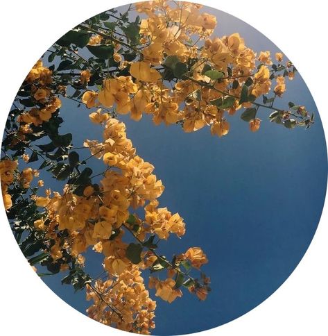 Aesthetic Profile, Yellow Aesthetic, Profile Pictures, Yellow Flowers, Profile Picture, Yellow, Flowers