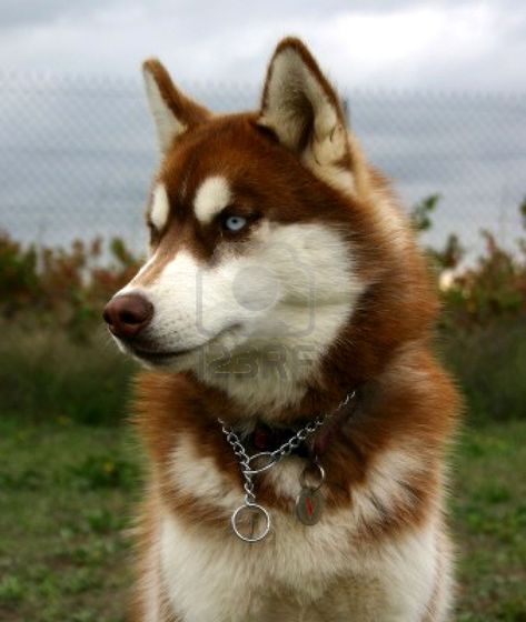 red husky with blue eyes Red Husky Puppies, Red Siberian Husky, Husky With Blue Eyes, Puppies With Blue Eyes, Red Husky, Alaskan Husky, Golden Retriever Mix, Cute Husky, Siberian Husky Dog