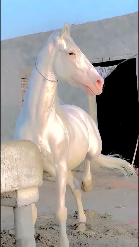 Albino Horse, Cai Arabi, Ahal Teke, Akhal Teke Horses, Fjord Horse, Rare Horses, Cute Horse Pictures, Beautiful Horse Pictures, Albino Animals