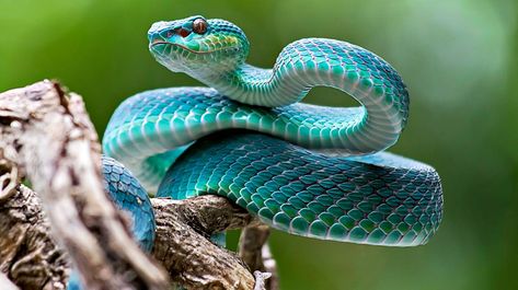 Venomous Snakes Of North America | Survival Life Snake Photos, Viper Snake, Cool Snakes, Pretty Snakes, Snake Wallpaper, Blue Snake, Snake Venom, Cute Reptiles, Cute Snake