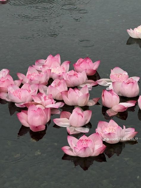 Pinterest Flowers, Buddhism Wallpaper, Lotus Flower Wallpaper, Pink Wallpaper Laptop, Waltz Of The Flowers, Aesthetics Photos, Pretty Flowers Pictures, Pink Pinterest, Flowers Petals