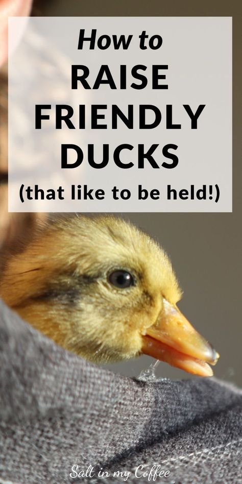 Raising Ducklings, Hatching Duck Eggs, Duck Hatching, Preparedness Ideas, Duck Pens, Duck Stuff, Homestead Animals, Backyard Ducks, Homesteading Animals