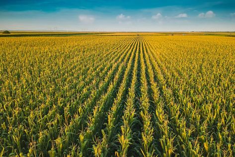 Romania may prioritize maize and sunflower deliveries to local market | Romania Insider Crop Farming, Sustainable Food Systems, Corn Field, K State, Agricultural Land, Land Use, Moon Photography, Sustainable Food, Top Soil