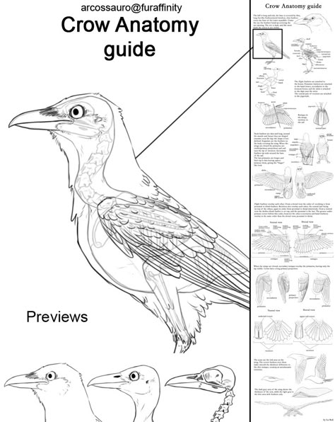 Crow Anatomy, Crows Drawing, Bird Carving, Animal Study, Level 5, Anatomy Drawing, Animal Sketches, Anatomy Reference, Bird Drawings