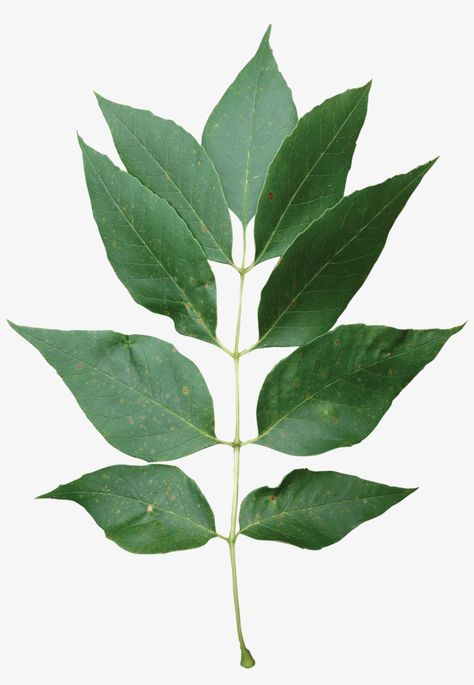 Ash Leaves, Ash Leaf, Leaf Png, Png Free Download, Leaf Drawing, Png Transparent, Png Download, Transparent Png, Png Image