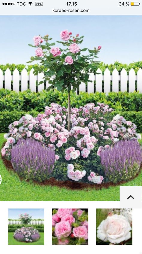 Small Garden Design Ideas Budget, Garden Boarders Ideas, Simple Backyard Landscaping, Rose Companion Plants, Small Garden Design Ideas, Landscaping Decor, Rosen Beet, Garden Planning Layout, Simple Backyard