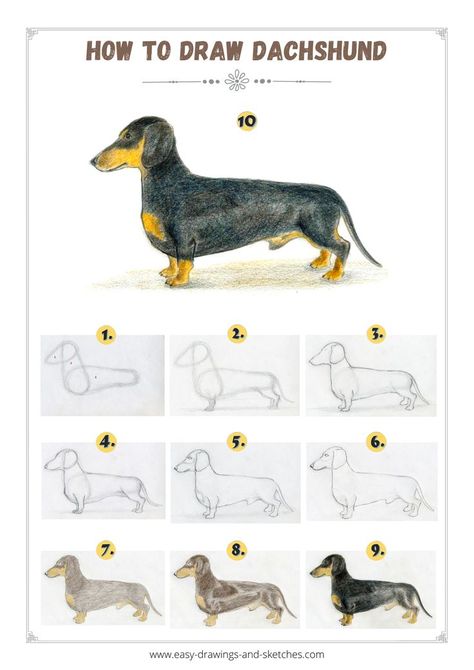 Drawing A Dachshund, Dachshund Drawing Sketches, Wire Haired Dachshund Drawing, How To Draw A Dachshund Step By Step, Dachshund Watercolor Easy, Daschund Painting Easy, How To Draw A Dachshund, Dachshund Painting Easy, Dachshund Drawing Easy