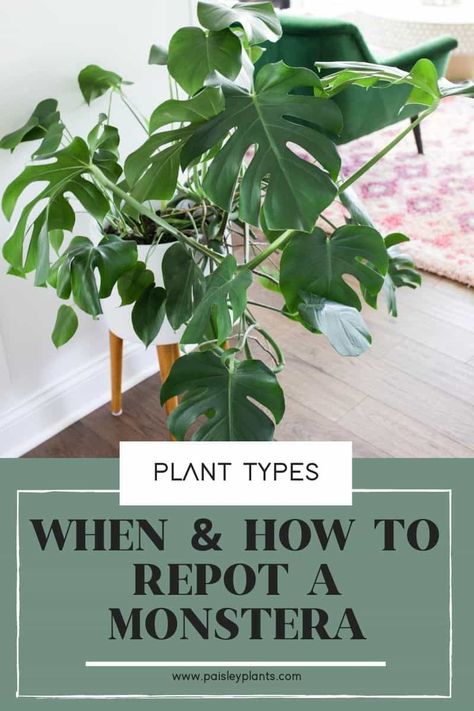 When & How to Repot Monstera - Paisley Plants Monsters Plant Care, Monstera Deliciosa Care, Big Leaf Plants, Deliciosa Plant, Monstera Plant Care, Easy Tiramisu, Monstera Plants, Plant Benefits, Philodendron Plant