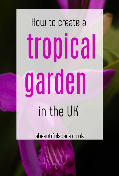 Tropical Garden in the UK, how to create a tropical garden some top tips to bring the exotic to a UK garden #topicalgarden #gardenrevamp #exoticgarden #bamboo Small Tropical Garden Ideas Uk, Tropical Garden Uk, Delosperma Cooperi, Garden Ideas Uk, Tropical Garden Ideas, Small Tropical Gardens, Garden Renovation, Theme Garden, Plants Uk