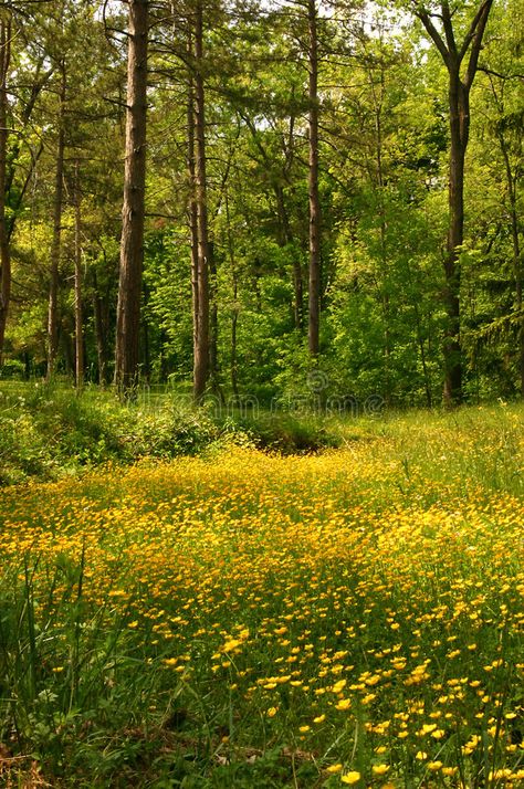 Field Of Buttercups, Buttercups Aesthetic, Buttercup Field, Meadow Buttercup, Woodland Meadow, Forest Meadow, Wolf World, Buttercup Flower, Monthly Challenges