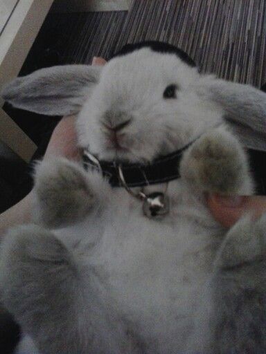 cute baby bunny Yuki with a collar Bunny With Pacifier, Yuki Core, Bunny Collar, Dust Bunny, Character References, Baby Bunny, Baby Bunnies, Onyx