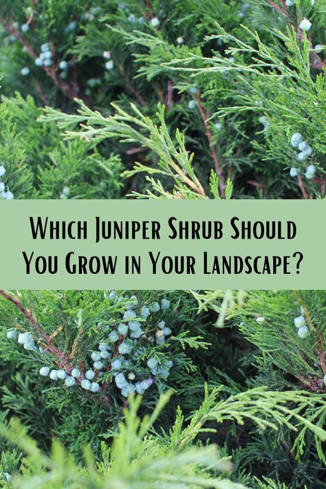 Low Growing Juniper, Juniper Plant Landscaping, Juniper Bushes Landscaping, Juniper Bush Landscaping, Juniper Shrub Landscaping, Juniper Trees Landscaping, Blue Juniper Landscaping, Hydrangea And Juniper Landscaping, Blue Arrow Juniper Landscape Ideas