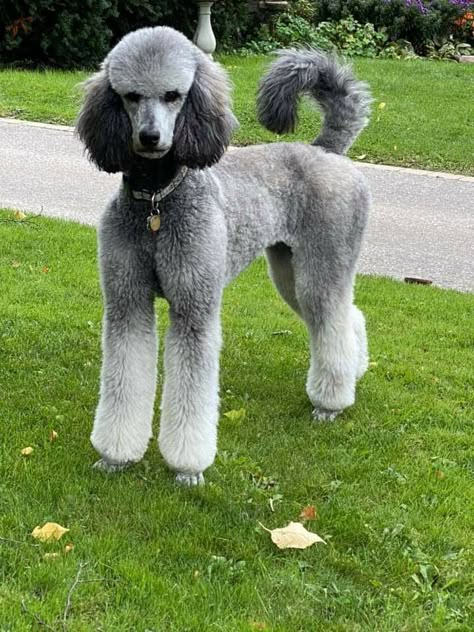 Male Standard Poodle Haircut Styles, Standard Poodle Haircut Styles, Poodle Grooming Styles, Poodle Styles, Standard Poodle Cuts, Poodles Standard, Standard Poodle Haircuts, Poodle Haircut Styles, Poodle Haircuts