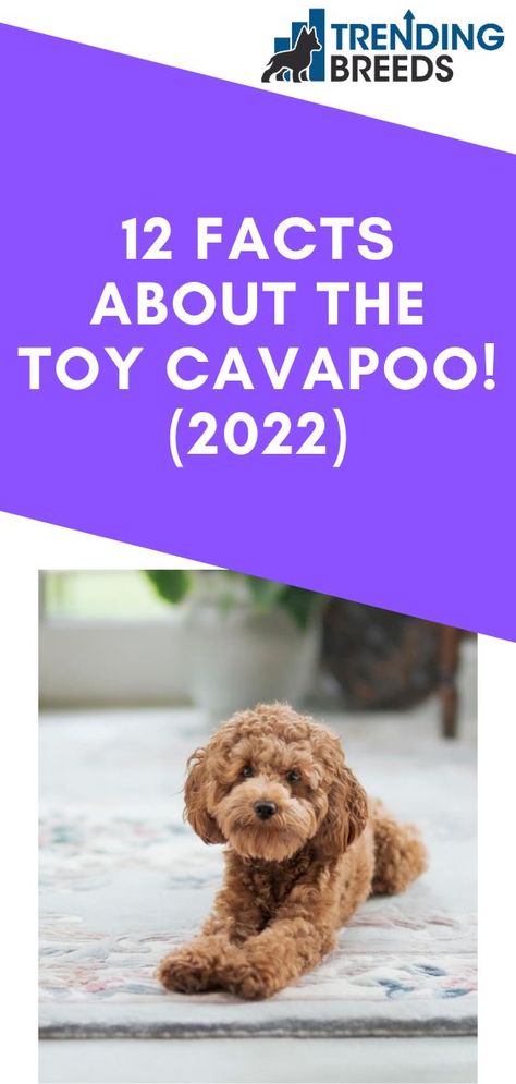 Toy Cockapoo Full Grown, Toy Cavapoo Full Grown, Cavapoo Full Grown, Toy Cavapoo, Toy Cockapoo, Best Facts, Cavapoo Dogs, Loads Of Love, Cavapoo Puppies