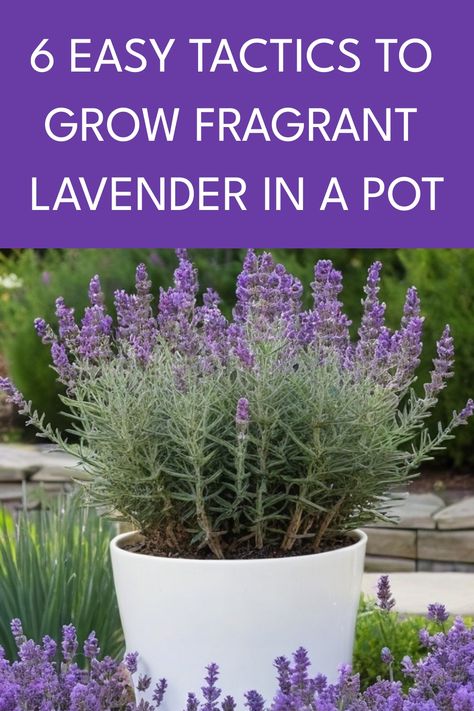 Discover the simple steps on how to grow lavender in a pot effortlessly. With proper care and attention, you can cultivate beautiful lavender plants right at home! Learn the essential tips for successful lavender cultivation in pots and elevate your outdoor or indoor space with the delightful fragrance and lovely blooms of this versatile herb. Whether you are a beginner or seasoned gardener, growing lavender in containers is an enjoyable and rewarding experience that will add charm to your livin Lavender Pots Front Door, How To Grow Lavender In A Pot, Can You Grow Lavender Indoors, Lavender Plant Indoors, Indoor Lavender, Lavender In A Pot, Growing Lavender Indoors, Indoor Lavender Plant, Lavender Pot