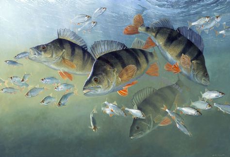 Fish Reference, Aquatic Art, Polar Bear Art, Perch Fishing, Underwater Painting, Fish Artwork, David Miller, Sea Horses, Fishing Pictures