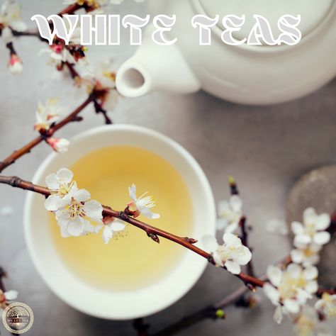 White Tea Aesthetic, Benefits Of White Tea, White Tea Benefits, Tea Photography, Tea Health, Medicinal Tea, Asian Tea, Mate Tea, Tea Varieties