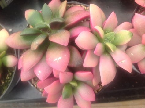 This is a listing for 2 plants, Anacampseros Sunrise. Clustered rosette style leaves in beautiful shades of green and rose. Pink Succulent Arrangement, Pink Succulents Plants, Pink Witch Succulent, Desert Rose Succulent, Succulent Soil, Lipstick Echeveria, Colorful Succulents, Growing Succulents, Colorful Plants