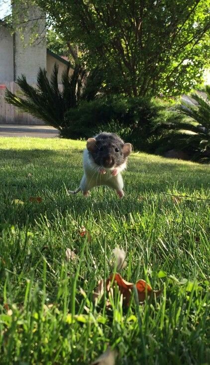 Dumbo Rat ~ “Wait for me !" Dumbo Rats, Dumbo Rat, Baby Rats, Funny Rats, Pet Rat, Rat Cage, Fancy Rat, Lovely Photo, Cute Rats