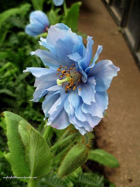 Himalayan Blue Poppies ~ A Gardener's Dream - The good news is that the wonderful Himalayan Blue Poppies ( Meconopsis Blue Poppies, Wallpaper Flower, Blue Poppy, Blue Garden, Fake Tan, Gardening Supplies, Delphinium, Exotic Flowers, Poppy Flower