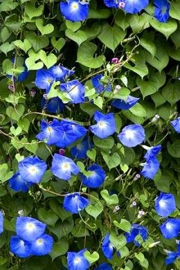 From this link you can find 10 Beautiful climbing flowers for a trellis...LOVE Morning Glories Small Garden Trellis, Best Climbing Plants, Rose Meaning, Small Trellis, Blue Morning, Climbing Flowers, Spring Gardening, Natural Essence, Garden Vines