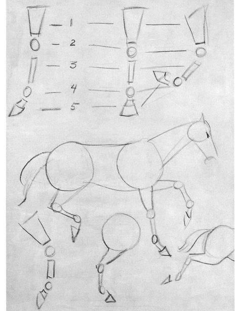 The Basic Construction of the Horse... I love drawing horses, but can never master the legs. Maybe this will help. Horse Drawing Tutorial, Draw A Horse, Drawing Horses, Horse Art Drawing, Horse Sketch, I Love Drawing, Horse Drawing, Horse Drawings, Love Drawing