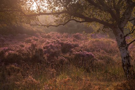 Wuthering | Another from Dunwich Heath at dawn on Saturday | Lee Acaster | Flickr Nature Desktop Wallpaper, Mobile Backgrounds, Desktop Background Images, Victorian Aesthetic, High Resolution Wallpapers, Plant Wallpaper, Desktop Background, Hd Desktop, Tree Wallpaper