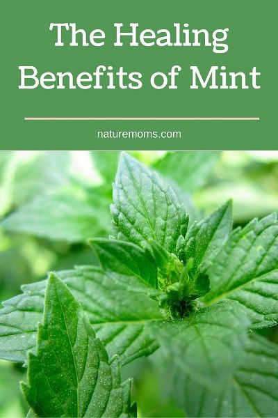 Mint Leaves Benefits, Mint Benefits, Medicine Garden, Mint Herb, Belly Bloat, Mint Garden, Natural Cleaning Solutions, Herb Garden Design, Mint Plants