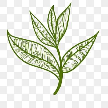 menggambar garis,upacara minum teh,hijau,teh,daun,clipart daun,clipart teh,meninggalkan clipart,clipart hijau,ilex guayusa,teh Leaves Line Drawing, Green Tea Leaf, Green Png, Green Tea Leaves, Tea Illustration, Leaf Clipart, Leaf Border, Watercolor Plants, Tea Leaf