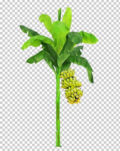 Banana Tree Png, Wedding Banner Design, Green Screen Images, Tree Photoshop, Banner Clip Art, Banana Trees, Psd Free Photoshop, Banana Plant, Free Green Screen