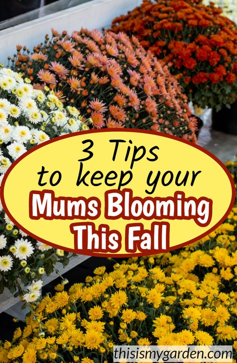 Hardy Mums, Fall Pots, Potted Mums, Senior Mums, Fall Landscaping, Garden Mum, Fall Mums, Fall Containers, Mums Flowers