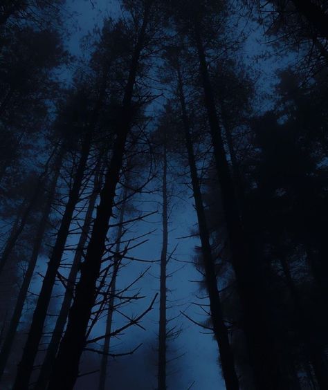 Blue Hour Photography, Dark Forest Aesthetic, Blue Aesthetic Dark, The Boogeyman, Witchy Wallpaper, Foggy Forest, Night Forest, Misty Forest, Blue Forest